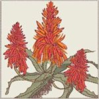 220 Sketched Aloes