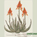 220 Sketched Aloes