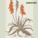 220 Sketched Aloes