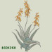 220 Sketched Aloes