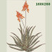 220 Sketched Aloes