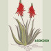 220 Sketched Aloes