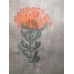 294 FYNBOS